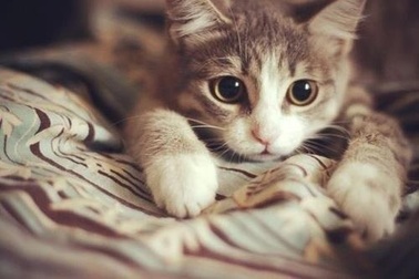 Thế giới trông như thế nào trong đôi mắt của loài mèo?