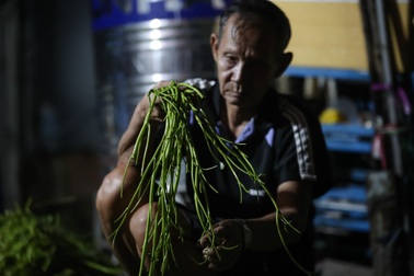 Xóm nhặt rau muống thuê lúc nửa đêm ở TPHCM