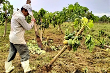 Quặn lòng nhìn những làng rau quả thiệt hại nặng sau mưa lũ
