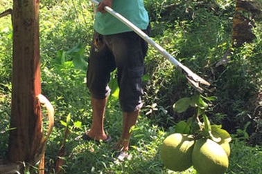 Mất mùa trái cây, nông dân trắng tay