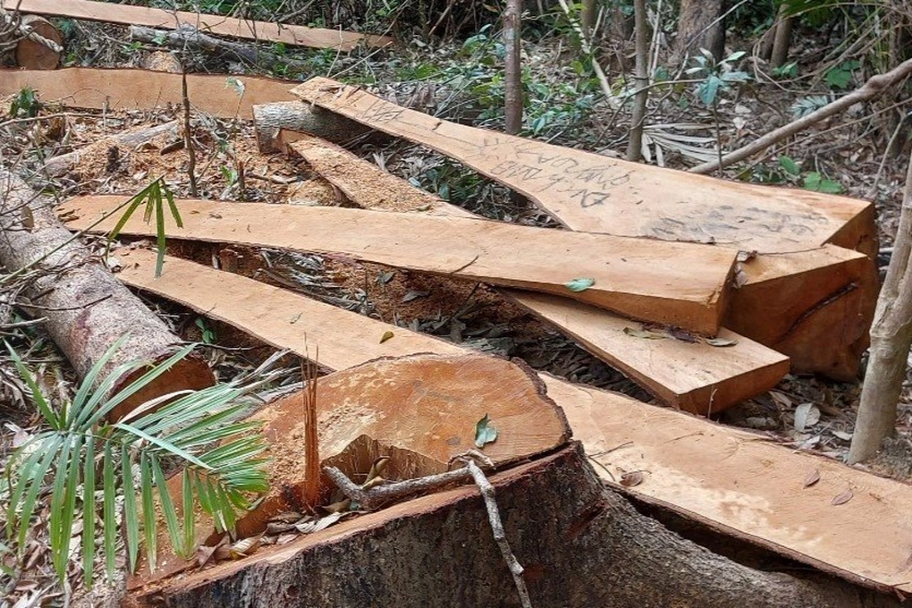 Lâm tặc cắt hạ 52 cây rừng, xẻ gỗ tại chỗ - 1 Lâm tặc cắt hạ 52 cây rừng, xẻ gỗ tại chỗ - 1