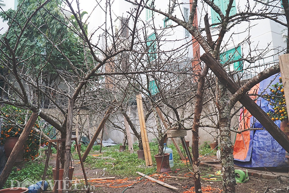 Cành đào rừng 10 năm tuổi được rao bán 200 triệu đồng ở Hà Nội - 1 Cành đào rừng 10 năm tuổi được rao bán 200 triệu đồng ở Hà Nội - 1