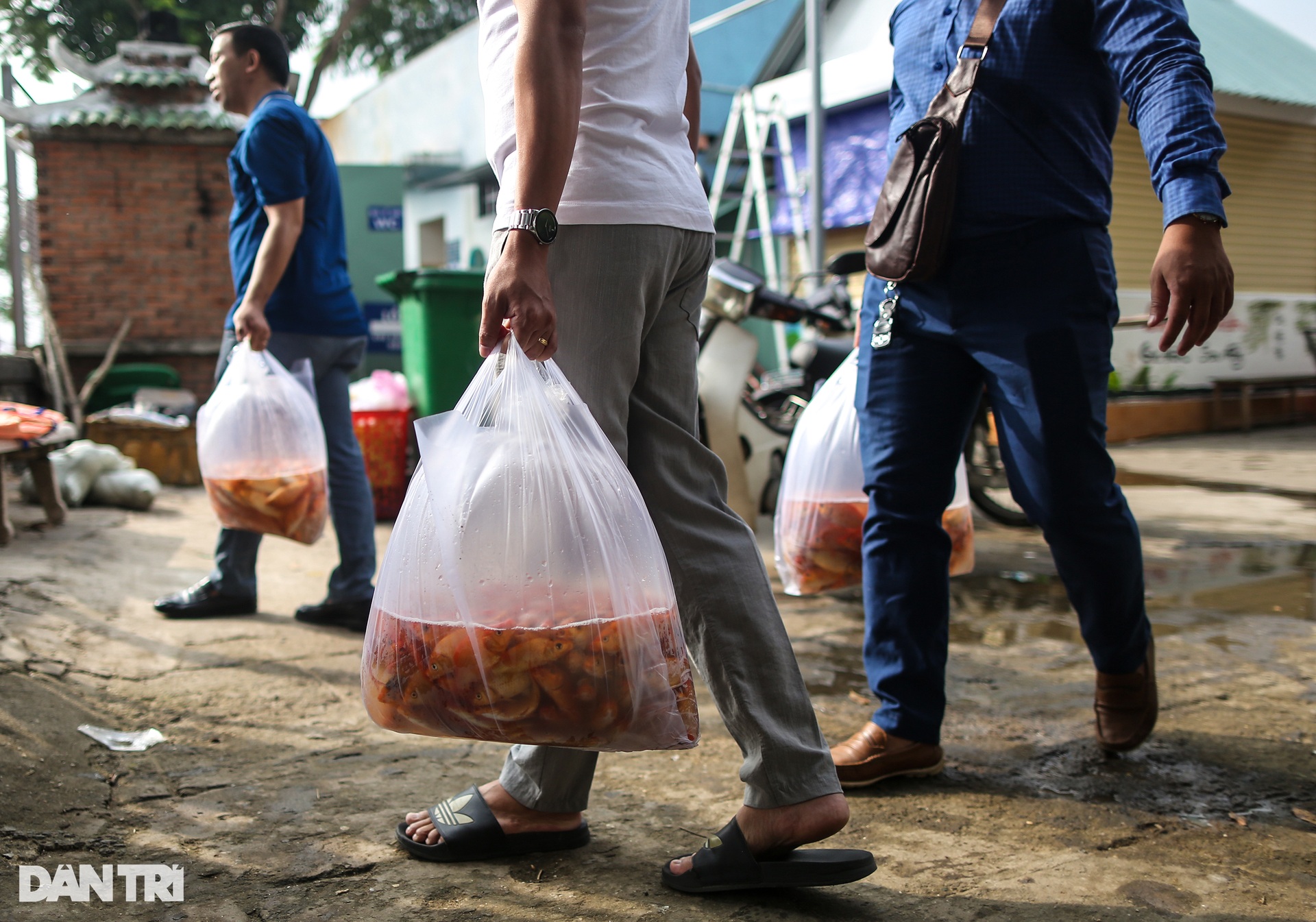 Cá chép chưa kịp tiễn ông Táo lên trời đã bị chích điện - 3 Cá chép chưa kịp tiễn ông Táo lên trời đã bị chích điện - 3