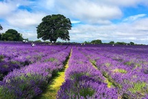 Chiêm ngưỡng vẻ lộng lẫy của những cánh đồng hoa đẹp nhất thế giới