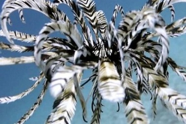 Phát hiện sinh vật giống chim bơi dưới mặt nước biển