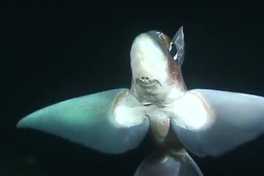 Cá mập ma - Sinh vật huyền bí nhất dưới đáy đại dương