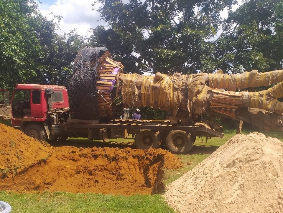 Bị phát hiện, đối tượng vận chuyển cây quái thú bỏ lại cây để tháo chạy - 1 Bị phát hiện, đối tượng vận chuyển cây quái thú bỏ lại cây để tháo chạy - 1