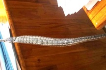 Thương lái bủa đi thu mua cá lìm kìm, Chủ tịch tỉnh chỉ đạo nhanh chóng rà soát