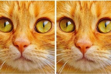 Thử tài tinh mắt: Đố bạn phát hiện điểm khác nhau giữa hai bức tranh