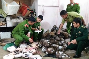 Bắt giữ gần 50 xác khỉ, chồn đông lạnh tại nhà một "đầu nậu"