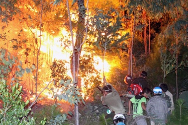 Cháy rừng trong đêm, hơn chục hec-ta thông bị thiêu rụi
