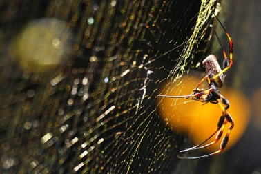Nhện khổng lồ dùng chất độc thần kinh tiêu diệt con mồi bằng… tơ