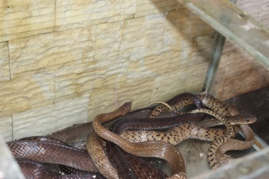 Mục sở thị “báu vật” của con phố có nhiều đại gia nhất nhì Hà Nội