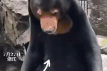 Nghi vấn vườn thú Trung Quốc để người đóng giả làm gấu chó cho khách xem?