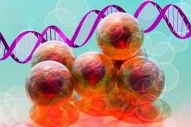 Tế bào máu được biến đổi để chống lại ung thư như thế nào?