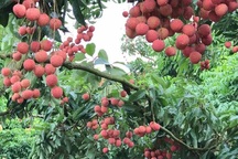 “Phù thủy” bắt vải ra quả lúc lỉu ở thân cây