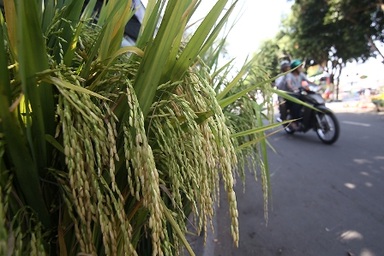 Lúa, ngô, su hào ra phố làm... cảnh Tết 