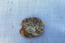 Phát hiện hài cốt liệt sỹ kèm mảnh nhôm đeo tay khắc ký hiệu