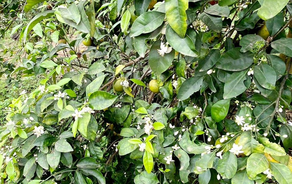 Trong khi đó, xen kẽ quả chín, hiện nay quýt cũng đã ra hoa cho mùa vụ mới. Trong khi đó, xen kẽ quả chín, hiện nay quýt cũng đã ra hoa cho mùa vụ mới.