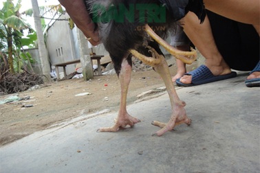 Hiếu kỳ kéo nhau đi xem gà 4 chân 