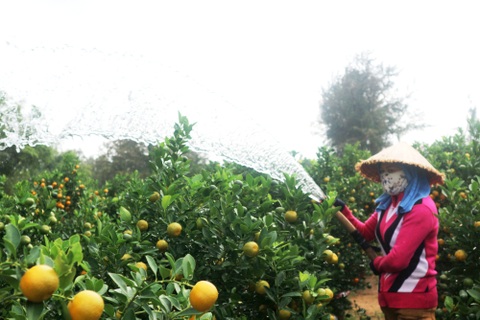 Quất Hội An được giá, trị trường sỉ bắt đầu hút hàng