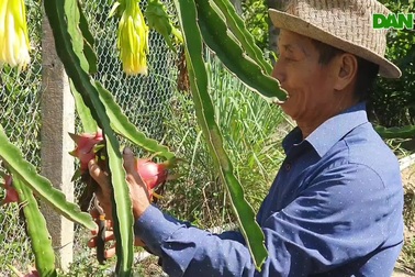 Xóa vườn tạp, trồng cây ăn quả, thương binh thoát nghèo bền vững