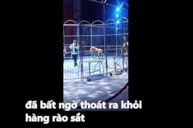 Sư tử xổng chuồng, lao vào khán giả trong rạp xiếc