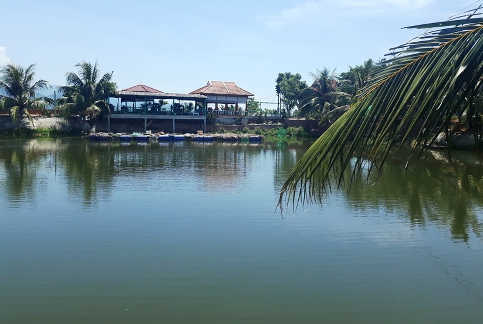 Lão ngư đất võ Bình Định đổi đời nhờ nuôi loài cá “tiến vua” - 7 Lão ngư đất võ Bình Định đổi đời nhờ nuôi loài cá “tiến vua” - 7