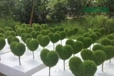 Độc đáo nghề trồng cỏ may mắn thu hàng chục triệu đồng mỗi tháng