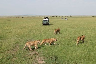 Sang Kenya xem... sư tử