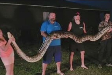 Tóm gọn trăn Miến Điện nặng gần 140kg chứa 100 quả trứng