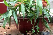 Nhánh đào thất thốn bằng chiếc đũa: Bán 3 triệu đồng dân tranh nhau mua