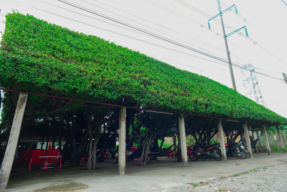 Quán cà phê tạo từ 24 cây si “khủng”, bên trong mát như máy lạnh ở Long An - 2 Quán cà phê tạo từ 24 cây si “khủng”, bên trong mát như máy lạnh ở Long An - 2