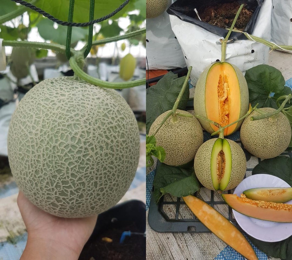 Vườn dưa lưới toàn trái khủng của nữ nhân viên văn phòng ở Kiên Giang - 9