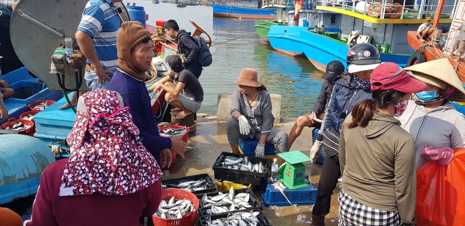Quảng Trị: Ngư dân thu gần trăm triệu đồng nhờ trúng “lộc biển” đầu năm - 3 Quảng Trị: Ngư dân thu gần trăm triệu đồng nhờ trúng “lộc biển” đầu năm - 3