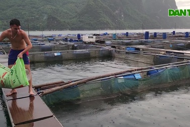 Sống lênh đênh bám lòng hồ thủy điện nuôi cá lồng