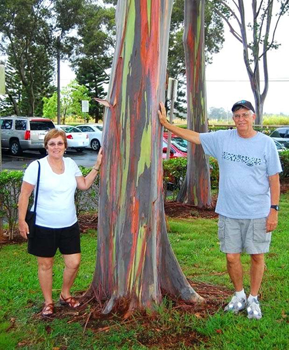 Gia tăng du khách tới Hawaii ngắm cầu vồng trên cây - 2 Gia tăng du khách tới Hawaii ngắm cầu vồng trên cây - 2