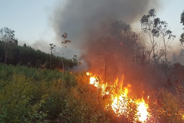 Rừng keo cháy dữ dội, 300 người lăn lộn hơn nửa ngày chưa dập được lửa