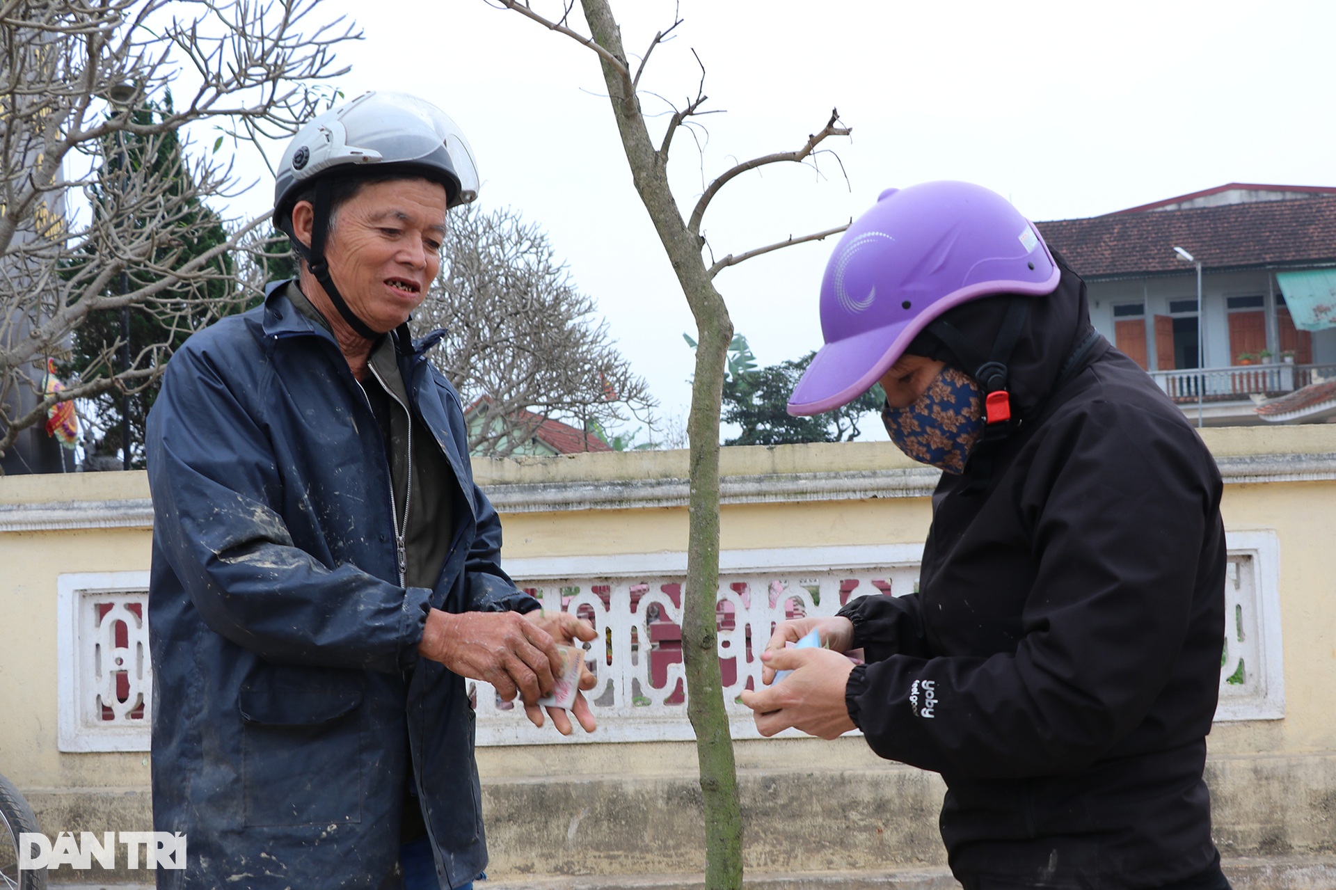 Nông dân hồ hởi nhổ lúa non bán, vớ bẫm - 7 Nông dân hồ hởi nhổ lúa non bán, vớ bẫm - 7