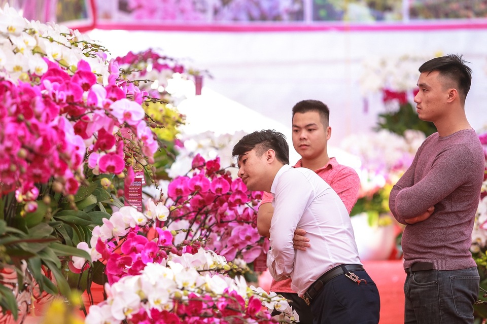 Chậu lan hồ điệp “khủng” cao hai mét, giá trăm triệu phục vụ đại gia chơi Tết Canh Tý - 14 Chậu lan hồ điệp “khủng” cao hai mét, giá trăm triệu phục vụ đại gia chơi Tết Canh Tý - 14