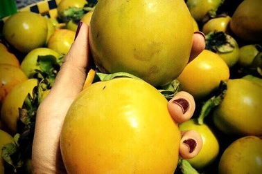 Hồng đặc sản Đà Lạt được mùa rớt giá thê thảm