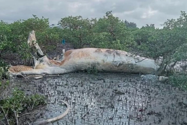Xác cá voi "khủng" nằm trong rừng ngập mặn ở Quảng Ninh