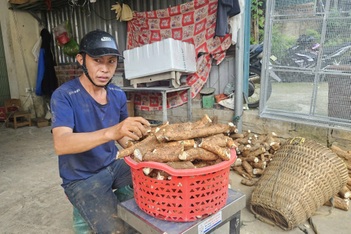 Củ rừng cứu đói nay giúp người vùng cao kiếm nửa triệu đồng mỗi ngày