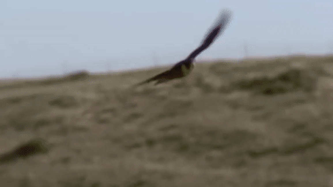 Chim cắt tung cú đạp cực mạnh trúng lưng bồ nông để dằn mặt - 3 Chim cắt tung cú đạp cực mạnh trúng lưng bồ nông để dằn mặt - 3