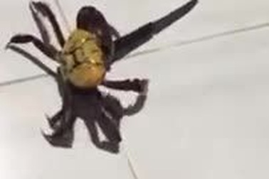 Con cua cầm dao khiến nhiều người hoảng hốt