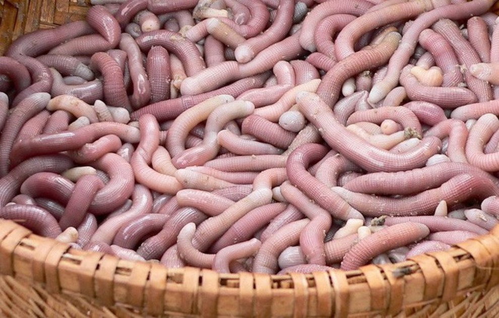 Loại đặc sản có hình thù đáng sợ đắt như vàng giá 4 triệu đồng/kg - 2 Loại đặc sản có hình thù đáng sợ đắt như vàng giá 4 triệu đồng/kg - 2