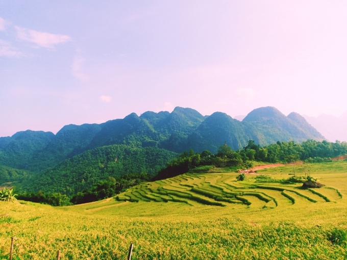Mùa lúa chín ở Pù Luông