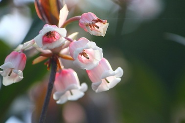 Kỳ ảo sắc hoa Đỗ Quyên trong mùa xuân mới