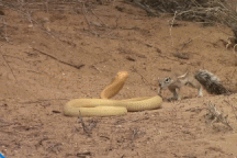 Sóc mẹ liều mạng chiến đấu với rắn hổ mang để bảo vệ đàn con