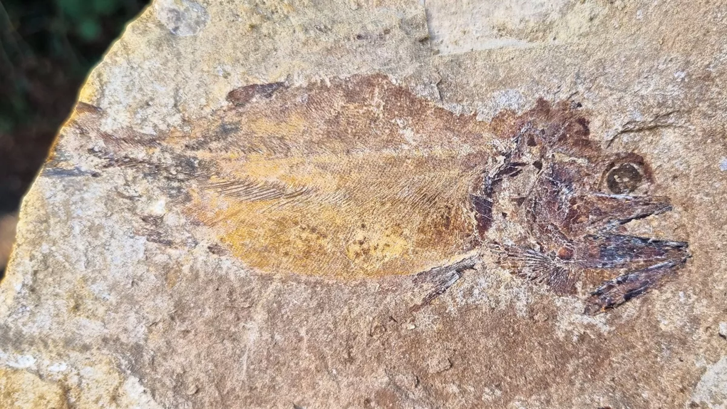 Phát hiện hóa thạch cá kỷ Jura được bảo tồn hoàn hảo - 2